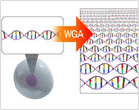 Whole Genome Amplification